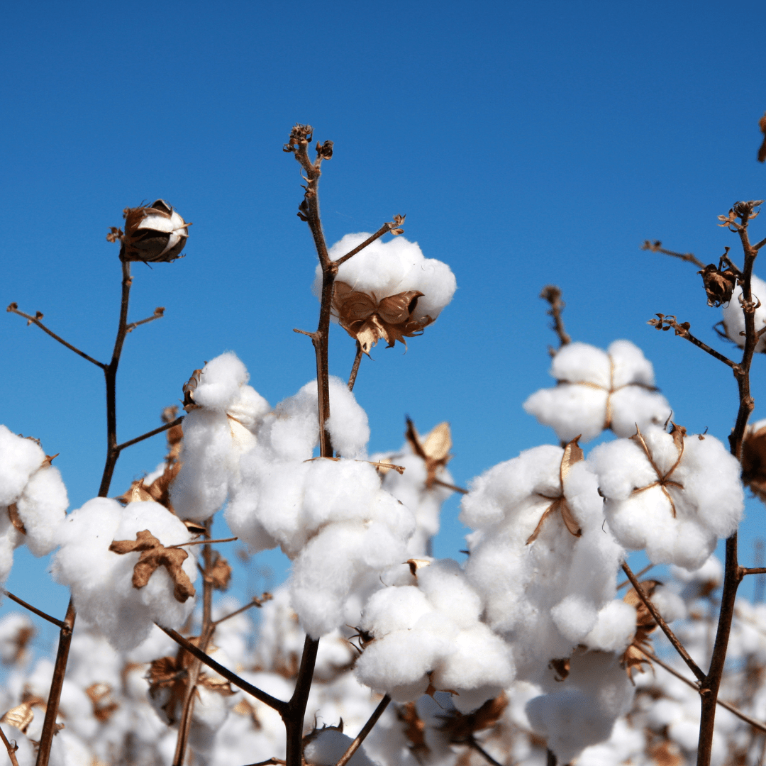 Organic cotton & bamboo make Fri Period a safer, cleaner choice - Fri Period