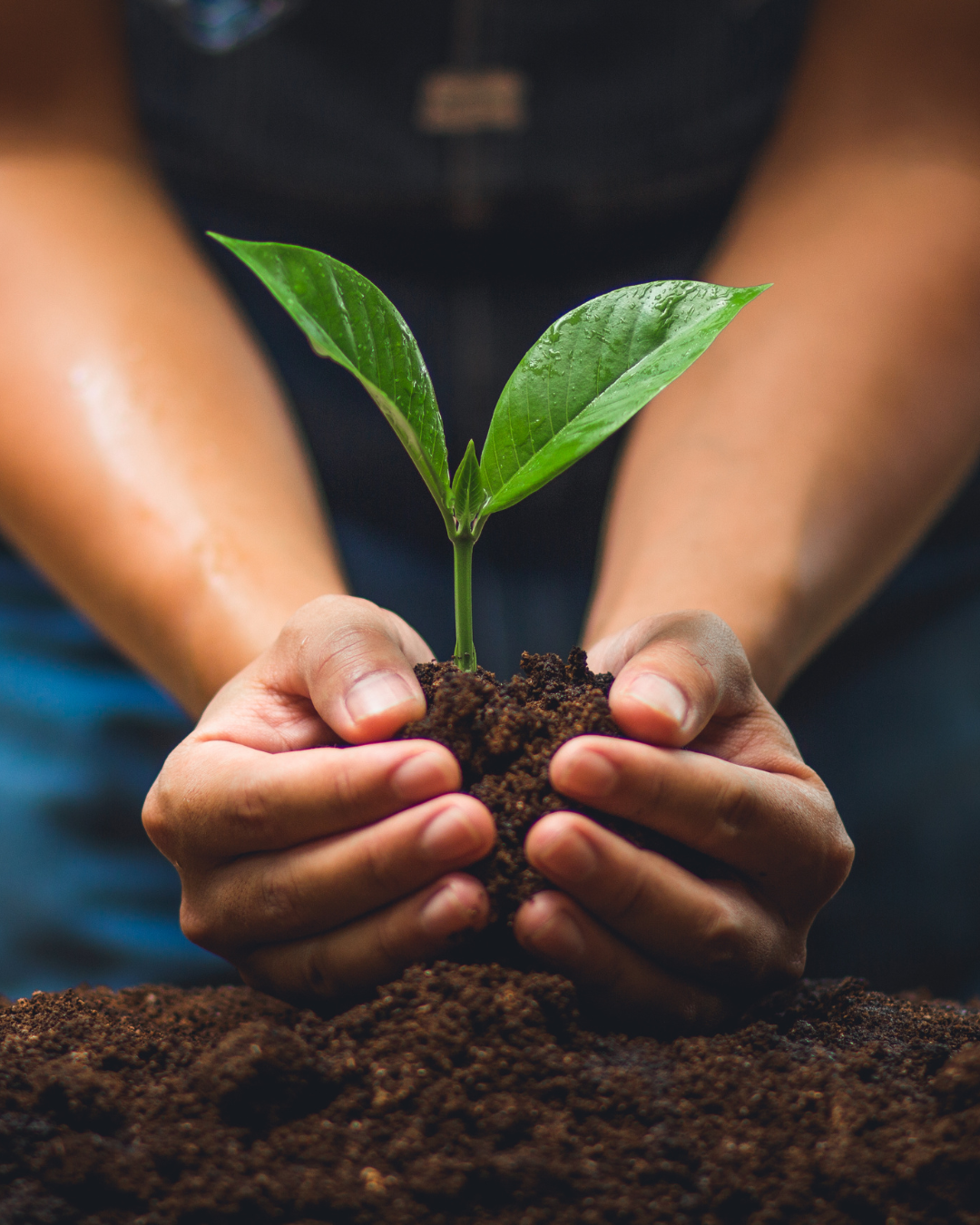 Person holding a small plant with soil in their hands