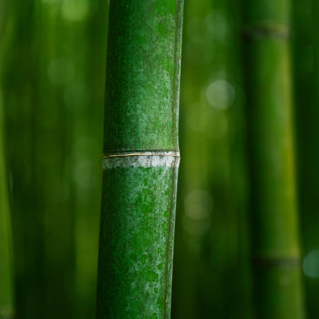 Close up of a bamboo shoot
